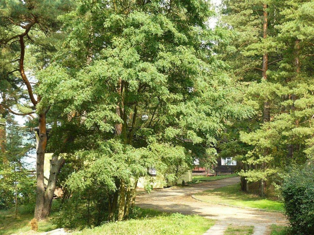 Ow Mikomania Charzykowy Dış mekan fotoğraf